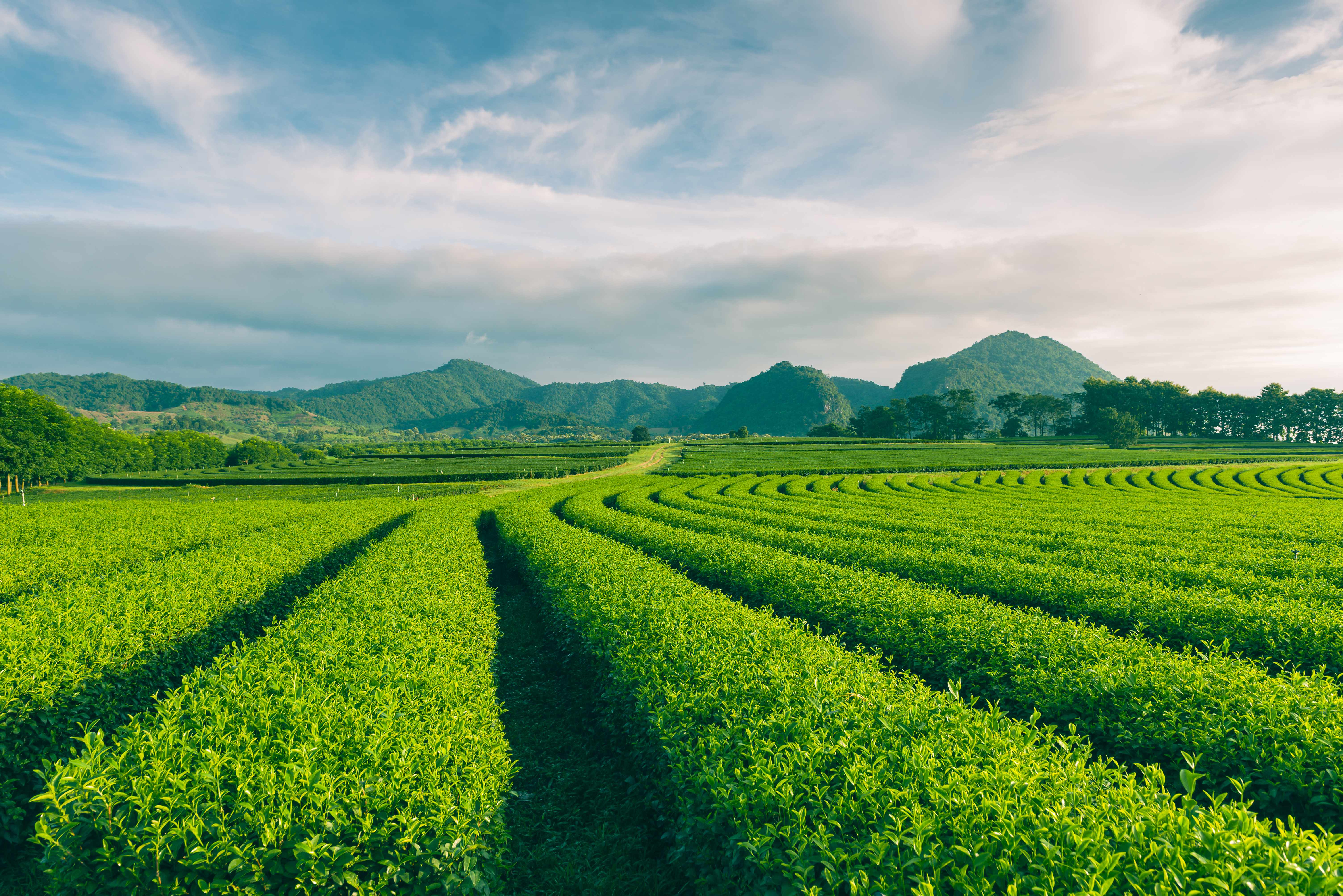 Tea plantation landscape at sunrise