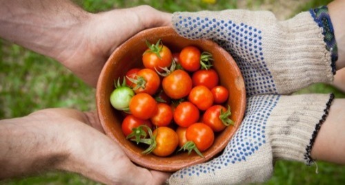 Hands holding cherry tomatoes in a wooden bowl