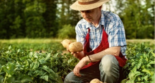 Farmer inspecting his potatoes