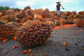 Oil palm fruits with workers working in background