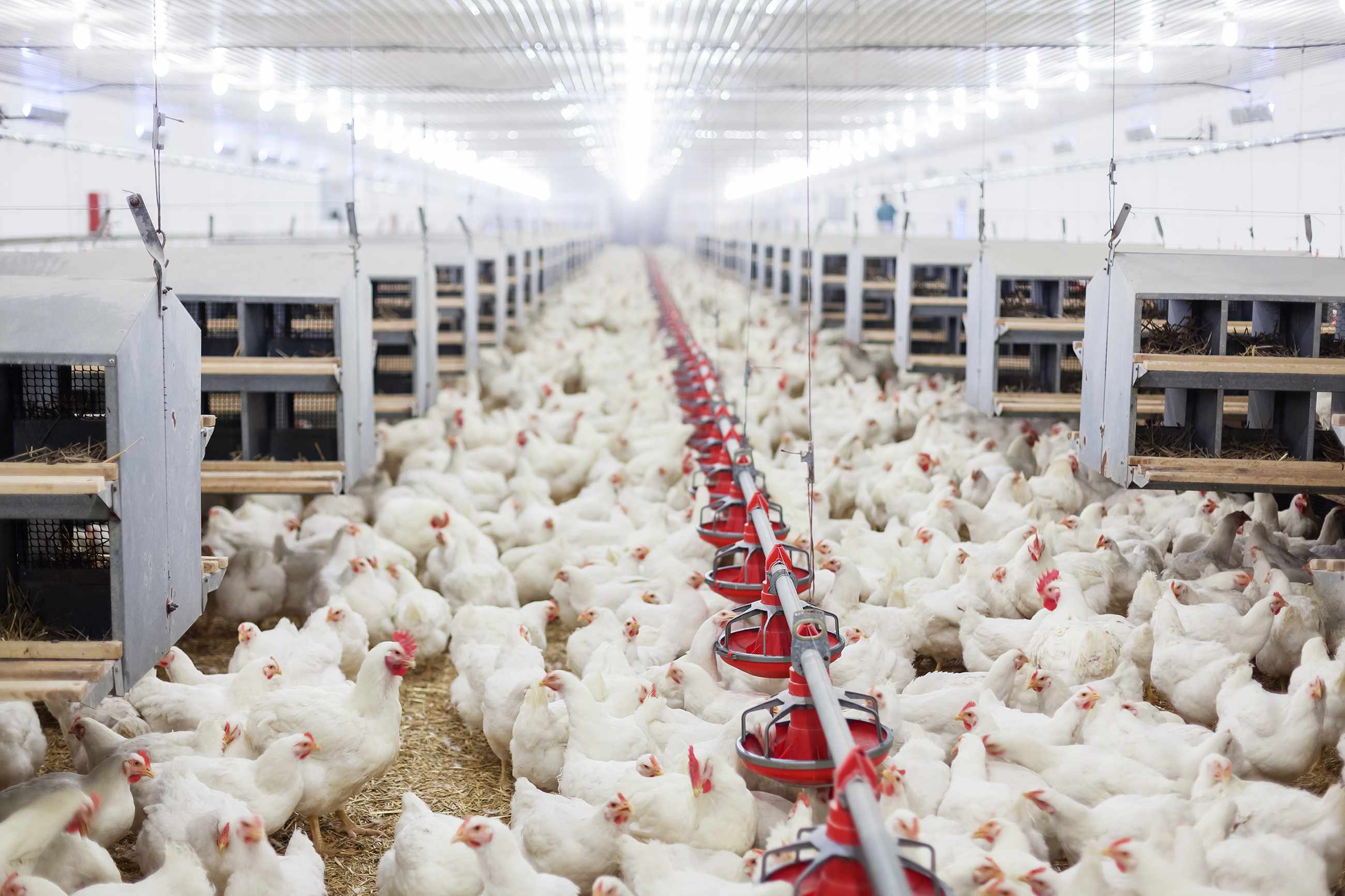 Animal Agriculture
