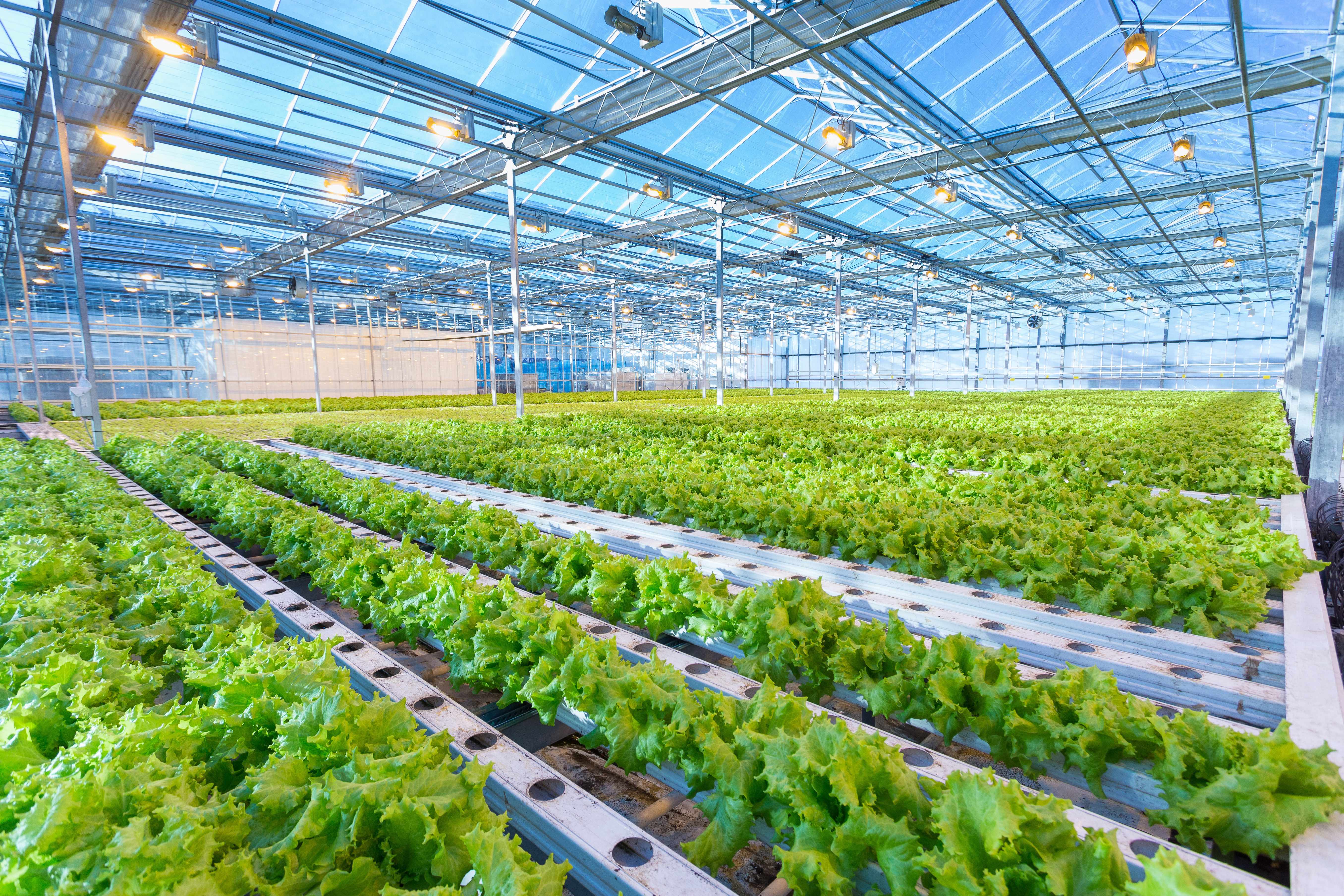 Crop Agribusiness